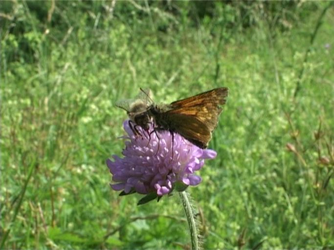 Rostfarbiger Dickkopffalter ( Ochlodes sylvanus ) und Sandbiene auf Skabiose : Am Niederrhein, Biotop, 30.06.2006